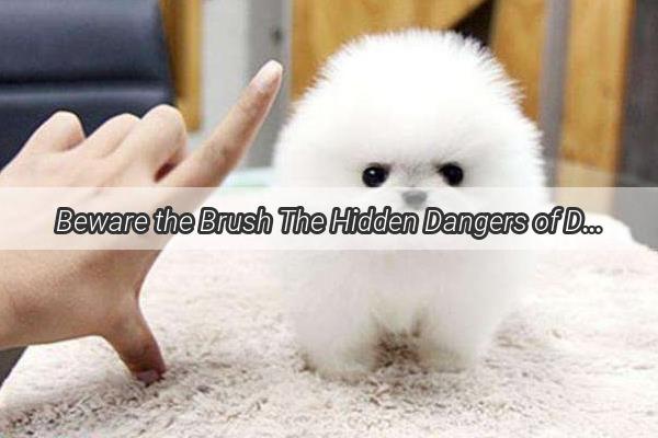 Beware the Brush The Hidden Dangers of Dental Cleaning for Your Poochs Chompers